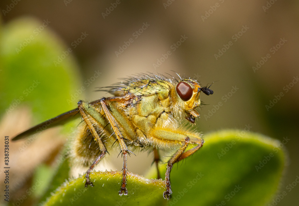 Close up of an insect Yellow dung fly Close up of an insect Yellow dung fly