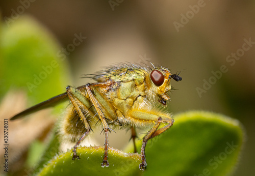 Close up of an insect Yellow dung fly © peter