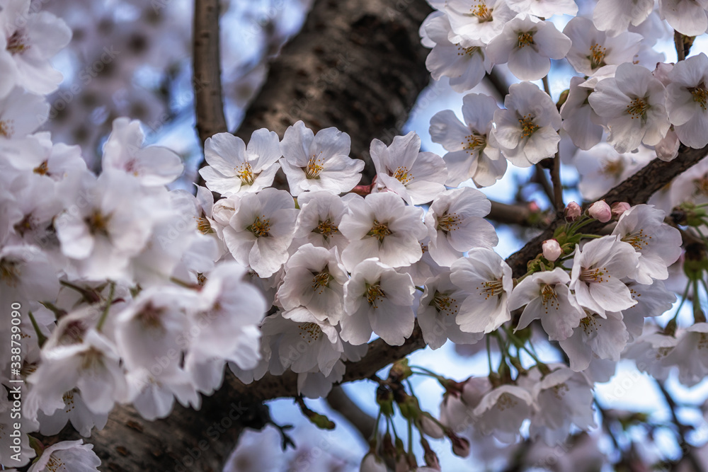 cherry blossoms in spring