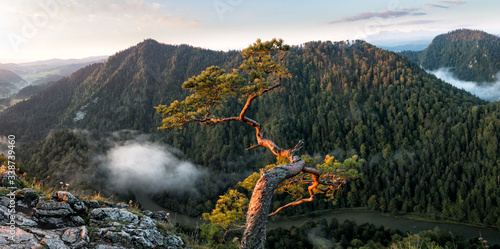 Pine and mountains in the panoramic scene  © Tomasz