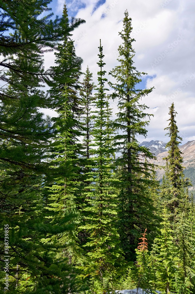 Coniferous forest. Tall evergreen spruce against mountains. Banff National Park, Peyto Lake, Canada Coniferous forest. Tall evergreen spruce against mountains. Banff National Park, Peyto Lake, Canada