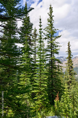 Coniferous forest. Tall evergreen spruce against mountains. Banff National Park  Peyto Lake  Canada