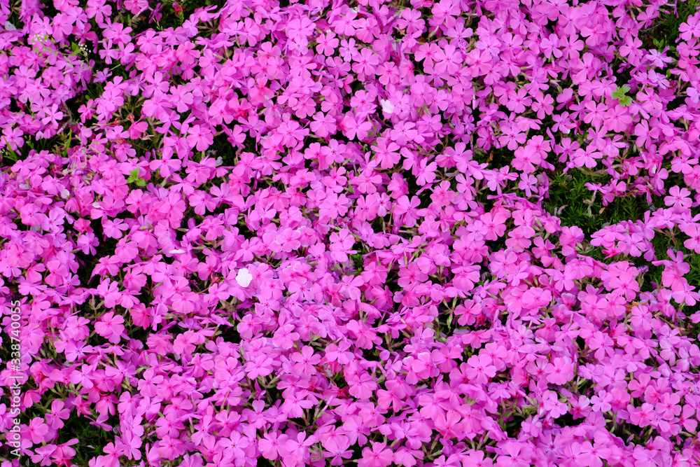 満開に咲いた芝桜のテクスチャ素材 満開に咲いた芝桜のテクスチャ素材