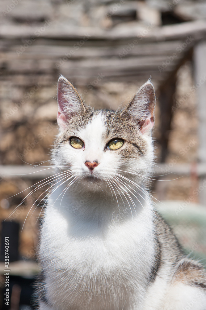Portrait of a cute tabby outdoor cat Portrait of a cute tabby outdoor cat