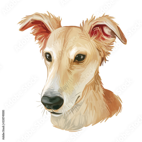 Longhaired Whippet Dog isolated digital art illustration. Hand drawn beige puppy portrait, americandog breed, muscular doggy with ears down, beige canine . Whippet pet animal muzzle portrait.