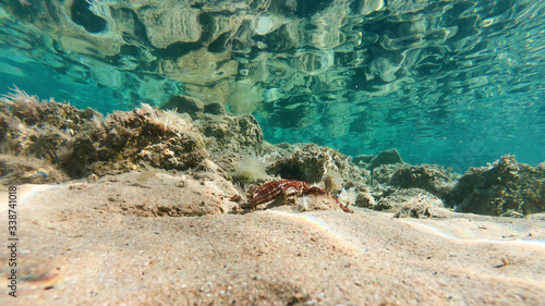 Underwater view of red starfish on the sand, stones covered with algae in the background, sea surface reflecting sunbeams. Adriatic sea, Croatia.