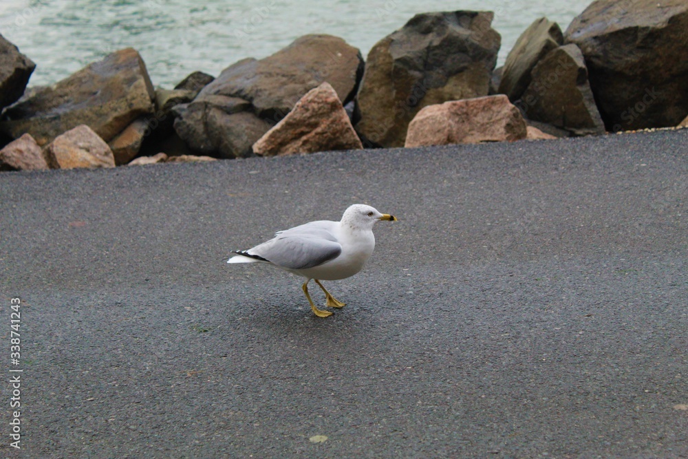 hungry seagull