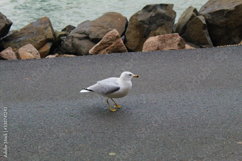 Obraz na płótnie hungry seagull w salonie