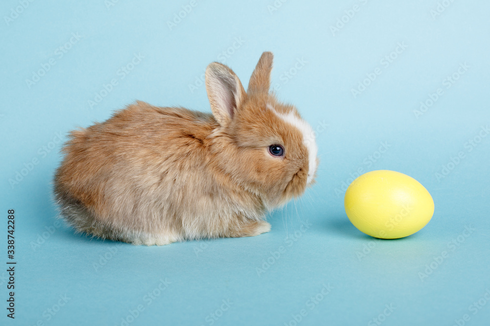 cute little Easter Bunny with egg on blue background