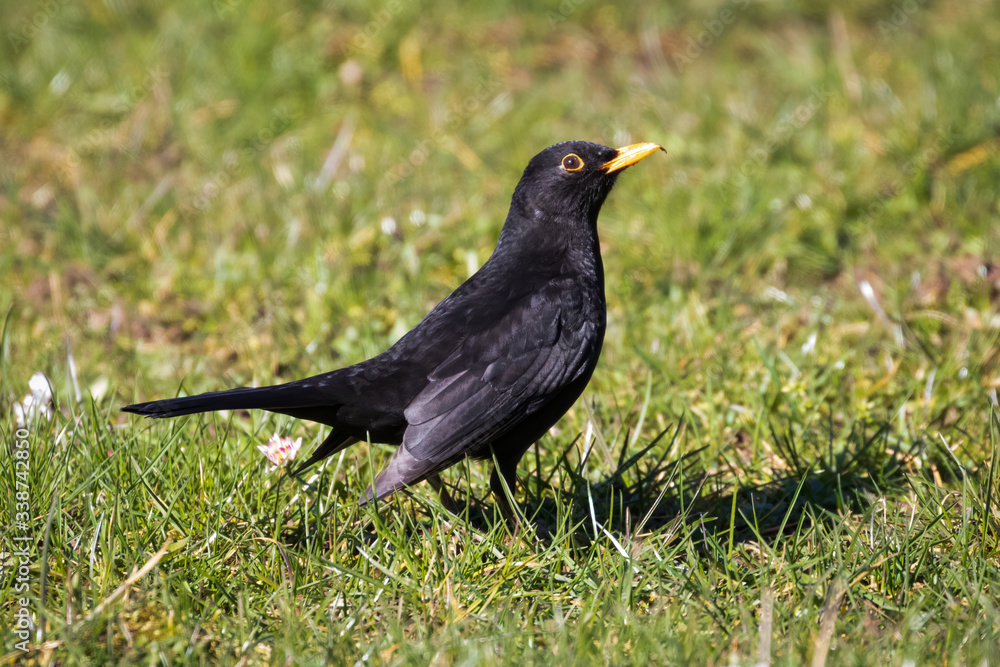 Common blackbird (Turdus merula) on green grass background Common blackbird (Turdus merula) on green grass background