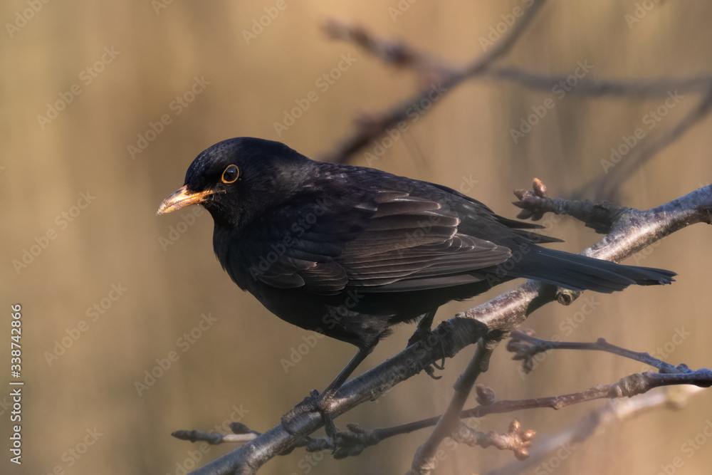 Fototapeta premium Portrait of Common blackbird (Turdus merula) perched on branch in front of brown green blackground