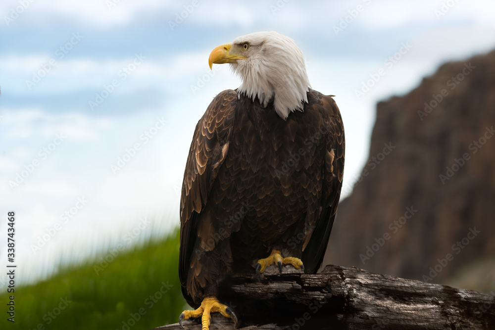 Obraz premium Bald Eagle (Haliaeetus leucocephalus) resting on a dry tree in the mountain. Beautiful American Eagle Background. 