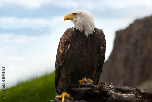 Bald Eagle (Haliaeetus leucocephalus) resting on a dry tree in the mountain. Beautiful American Eagle Background. 