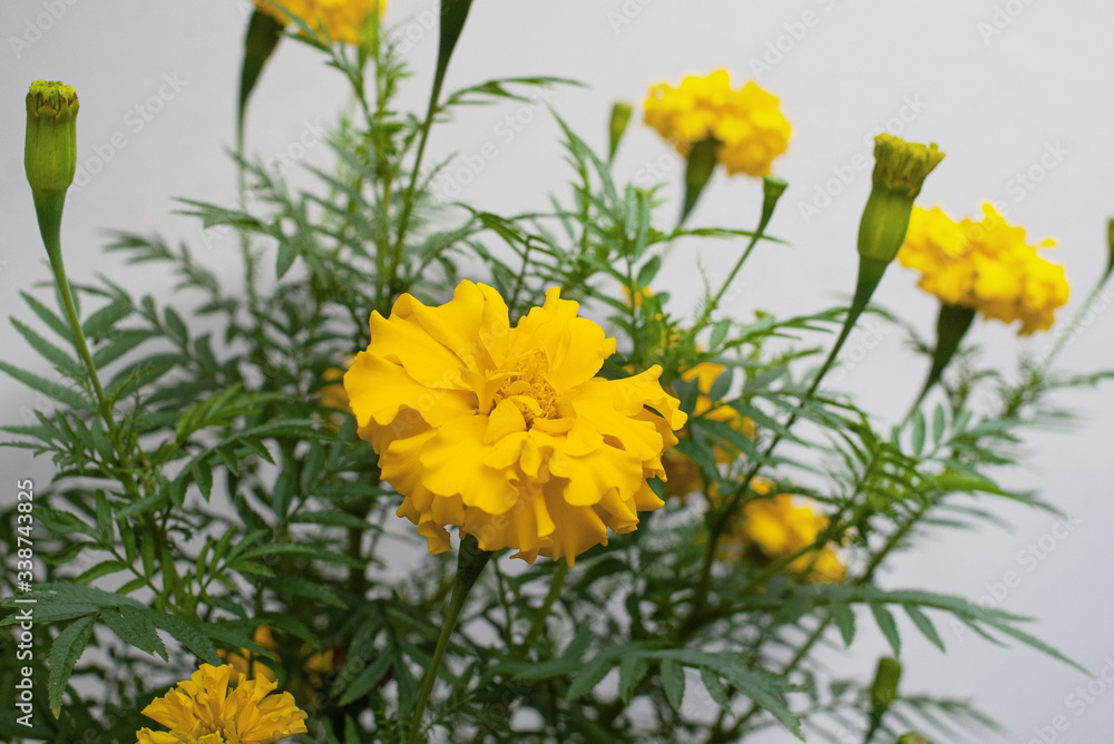 Obraz premium yellow flower
