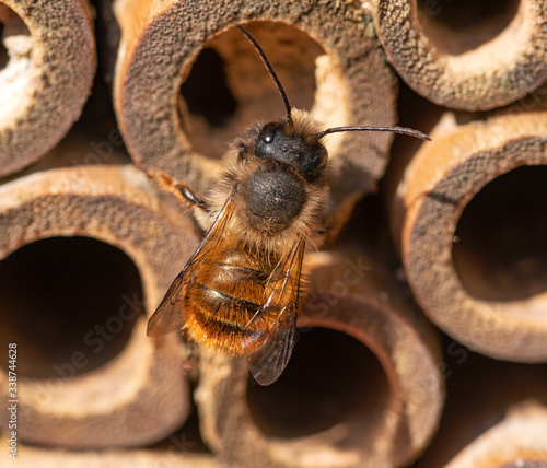 Red Mason Bee  perched on q bee hotel