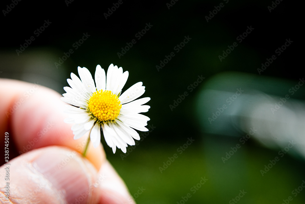 Pâquerette de jardin