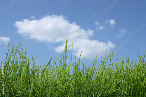 Gras