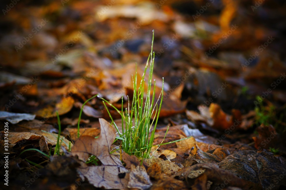 lonely growing grass among colorful leaves lonely growing grass among colorful leaves
