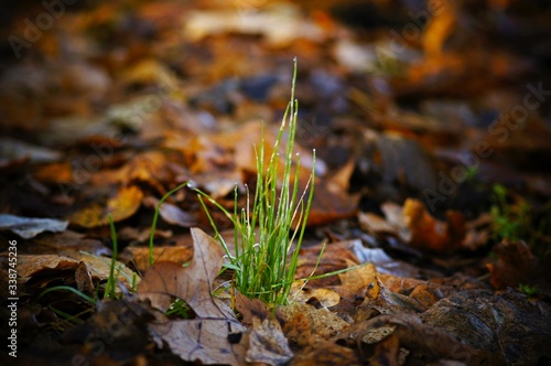 lonely growing grass among colorful leaves