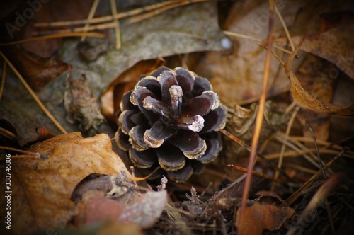 Wallpaper Mural A lonely pine cone on pine leaves and needles. Torontodigital.ca