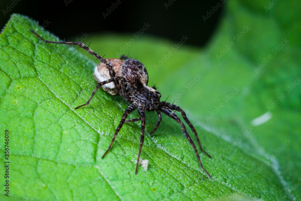 Macrophotographie, Insecte posé sur une feuille Macrophotographie, Insecte posé sur une feuille