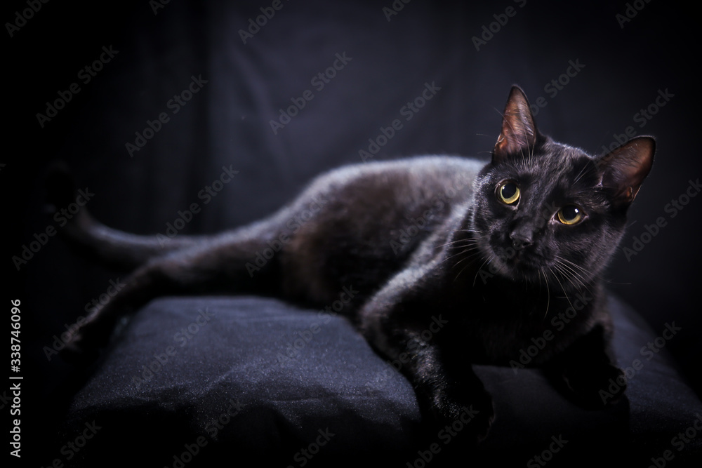 Cute black cat - black background 4