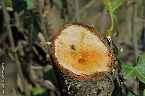 Baum-Querschnitt mit Fliege photo