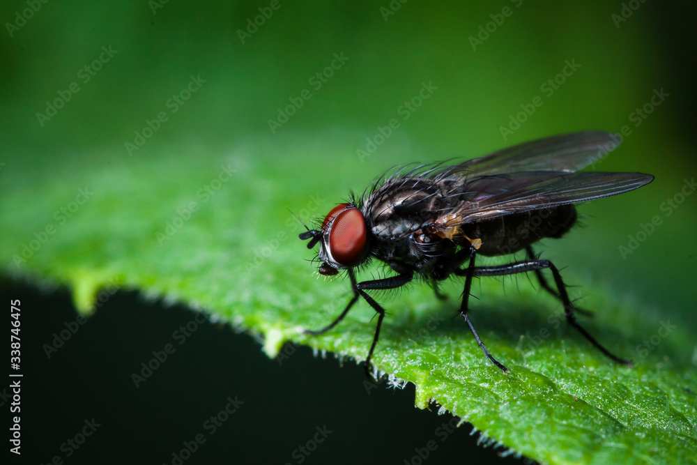 Macrophotographie, Insecte posé sur une feuille Macrophotographie, Insecte posé sur une feuille
