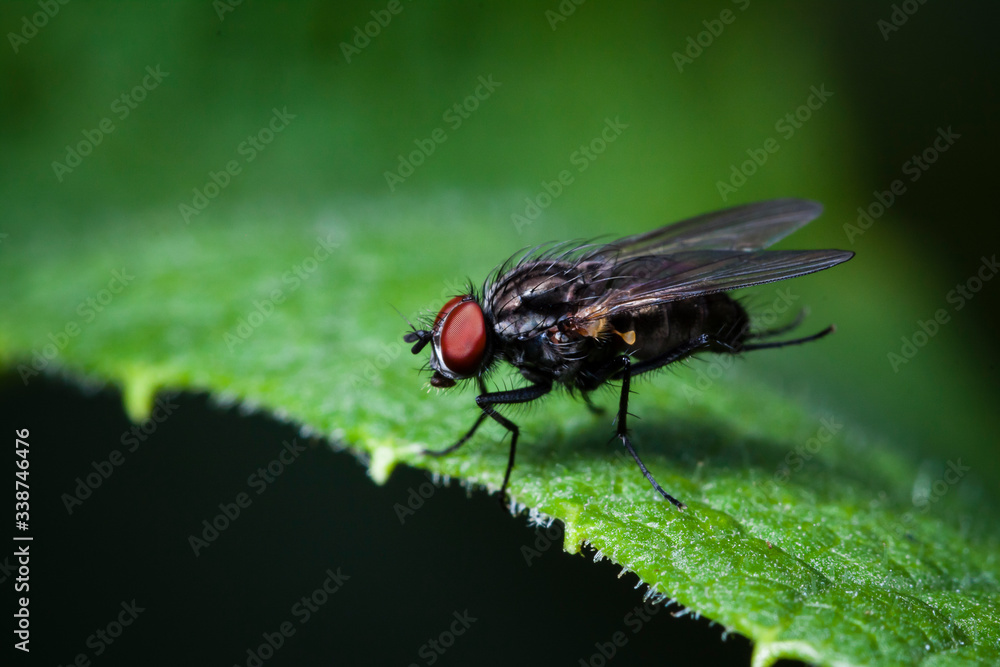 Macrophotographie, Insecte posé sur une feuille Macrophotographie, Insecte posé sur une feuille