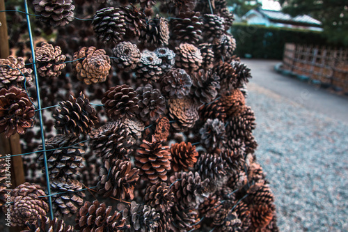 pine cones on the ground