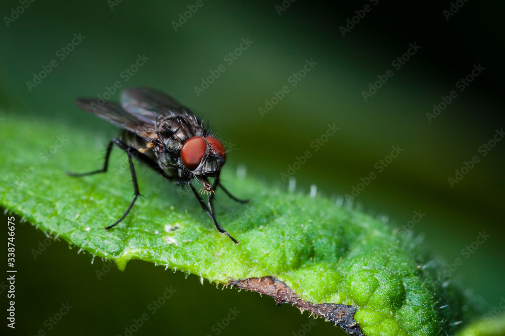 Macrophotographie, Insecte posé sur une feuille Macrophotographie, Insecte posé sur une feuille