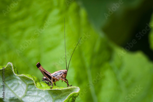 Macrophotographie, Insecte posé sur une feuille