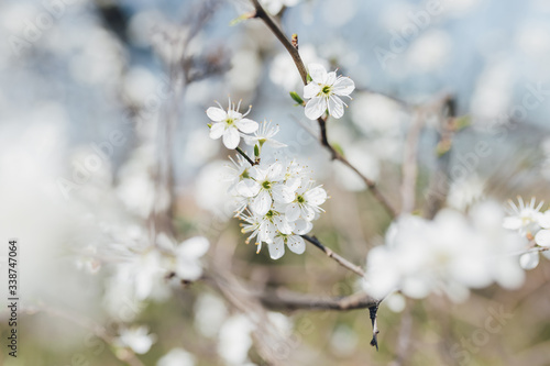 trees, canyons, flower, bloom, nature, branch, winter, cherry, white, sky, plant, blues, season, flower, beuty, cold, flower, bloom, blooming, ice, beautiful, glazed, spring, summer, forest sad apple 