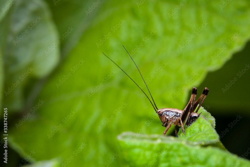 Macrophotographie, Insecte posé sur une feuille Macrophotographie, Insecte posé sur une feuille