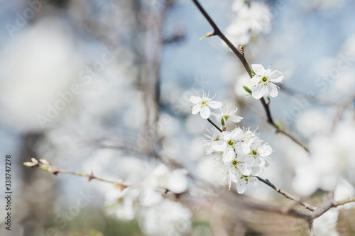 trees, canyons, flower, bloom, nature, branch, winter, cherry, white, sky, plant, blues, season, flower, beuty, cold, flower, bloom, blooming, ice, beautiful, glazed, spring, summer, forest sad apple  © Monika