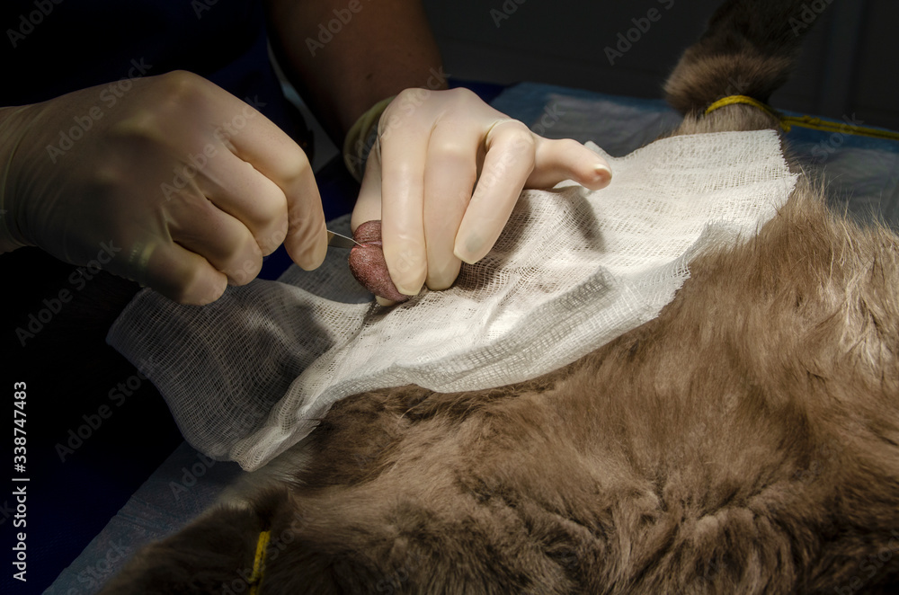 Cat castration operation
