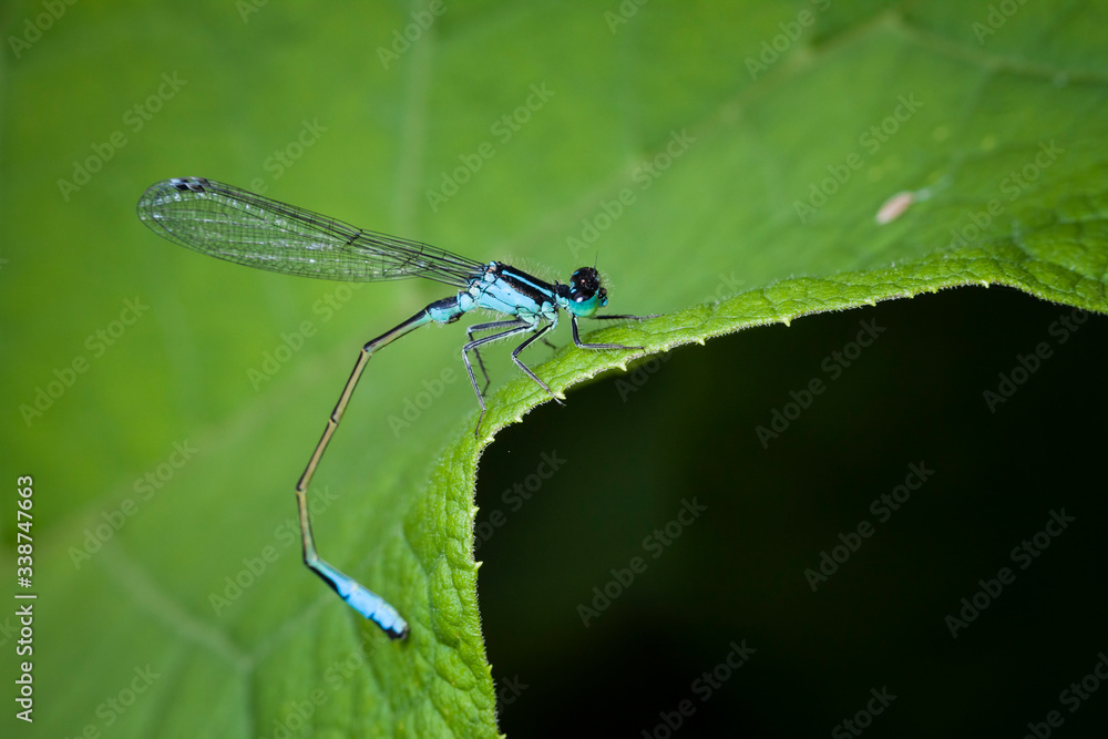 Macrophotographie, Insecte posé sur une feuille Macrophotographie, Insecte posé sur une feuille