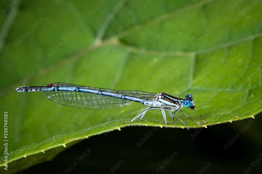Macrophotographie, Insecte posé sur une feuille Macrophotographie, Insecte posé sur une feuille