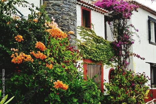 Leinwand Poster Creeper Plants Growing On House