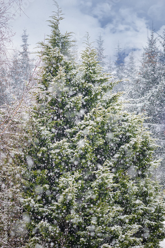 Spruce trees in the snowfall during snowstorm.