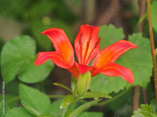 Fototapeta Naklejka Na Ścianę i Meble -  Red petals of a blooming Lily flower.