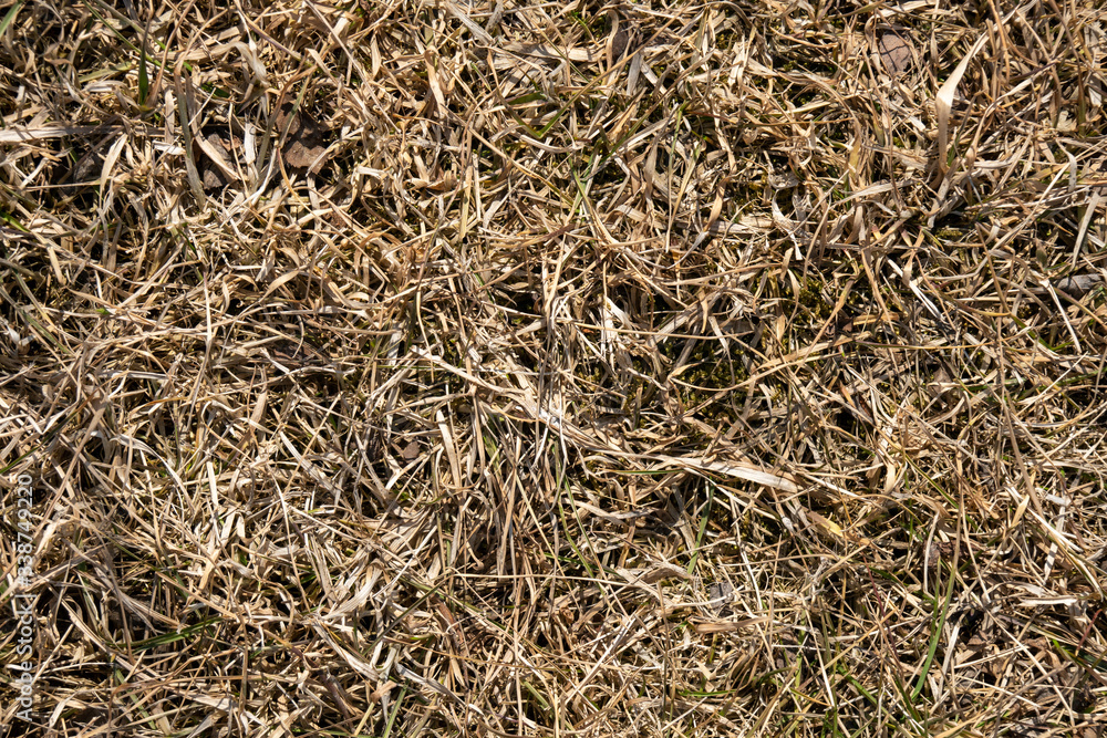 natural background texture of last year's grass natural background texture of last year's grass