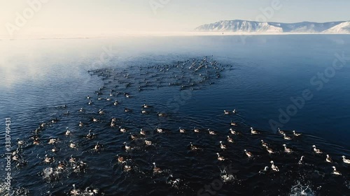 Beautiful natural landscape and ducks floating in blue waters of lake on spring day. Flocks of wild birds are swimming in clear sea in picturesque area with white mountains under sky on unique