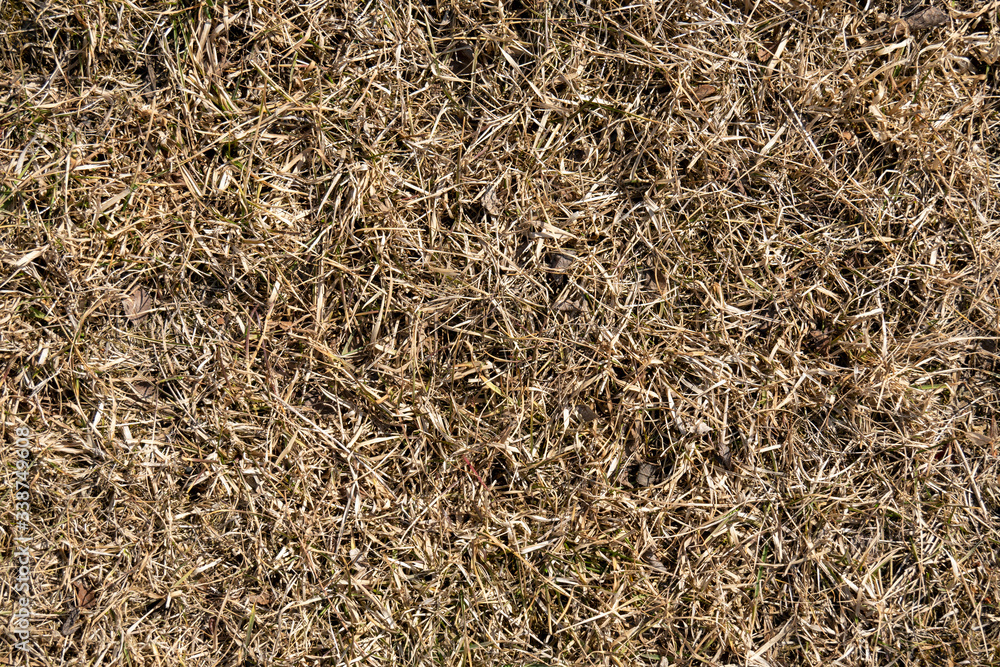 natural background texture of last year's grass natural background texture of last year's grass