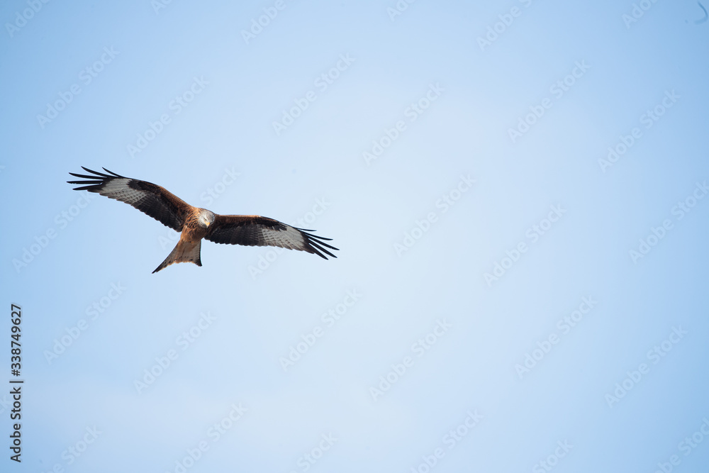 Milan eagle flying in the air looking for prey 6 Milan eagle flying in the air looking for prey 6