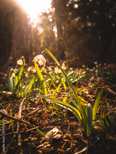 flowers in sunshine in spring