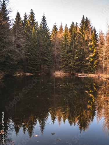 reflection of trees in the lake