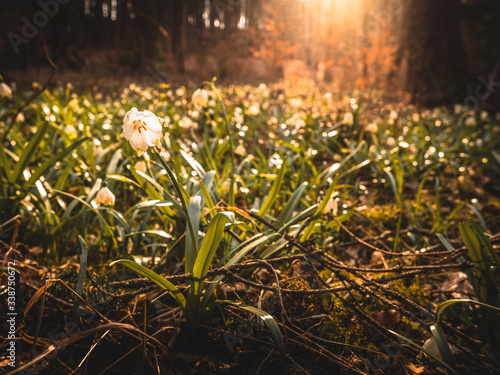 flowers in sunshine in spring