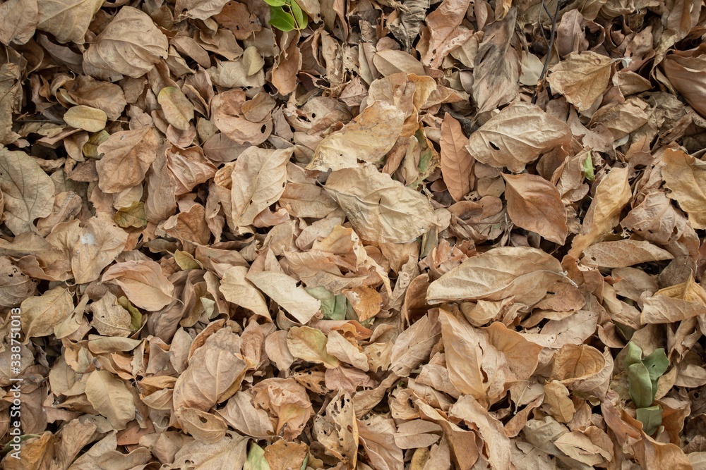 Natural leaves in the forests of Thailand Natural leaves in the forests of Thailand