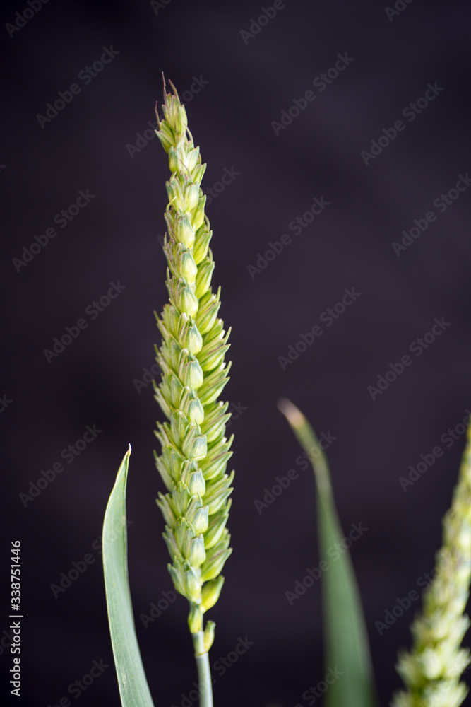 First plant of green wheat spike with its flat grains about to ripen, with a black background.